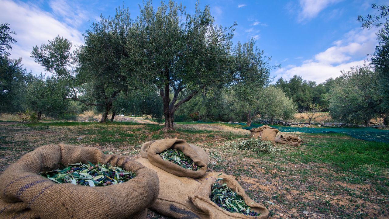 olive-groves-of-Messinia-luxury-holidays-3
