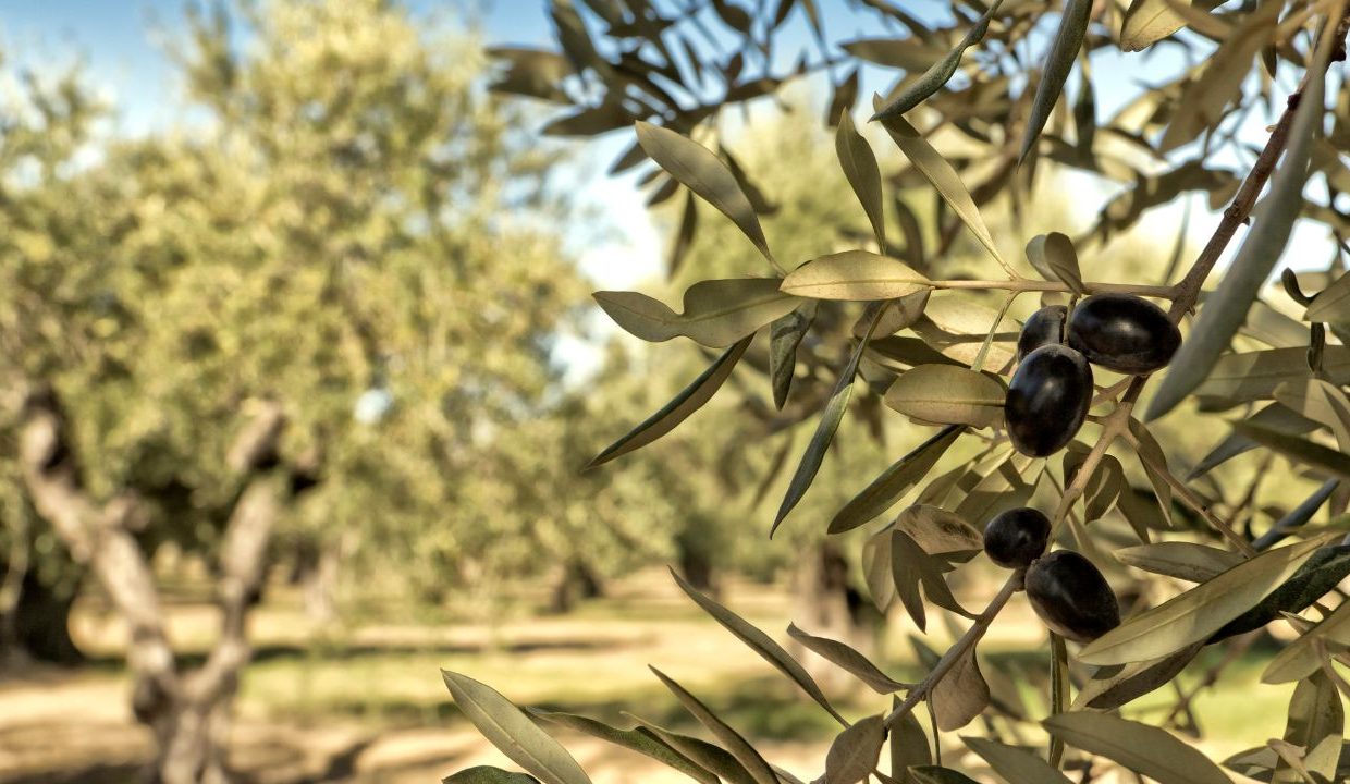 olive-groves-of-Messinia-luxury-holidays