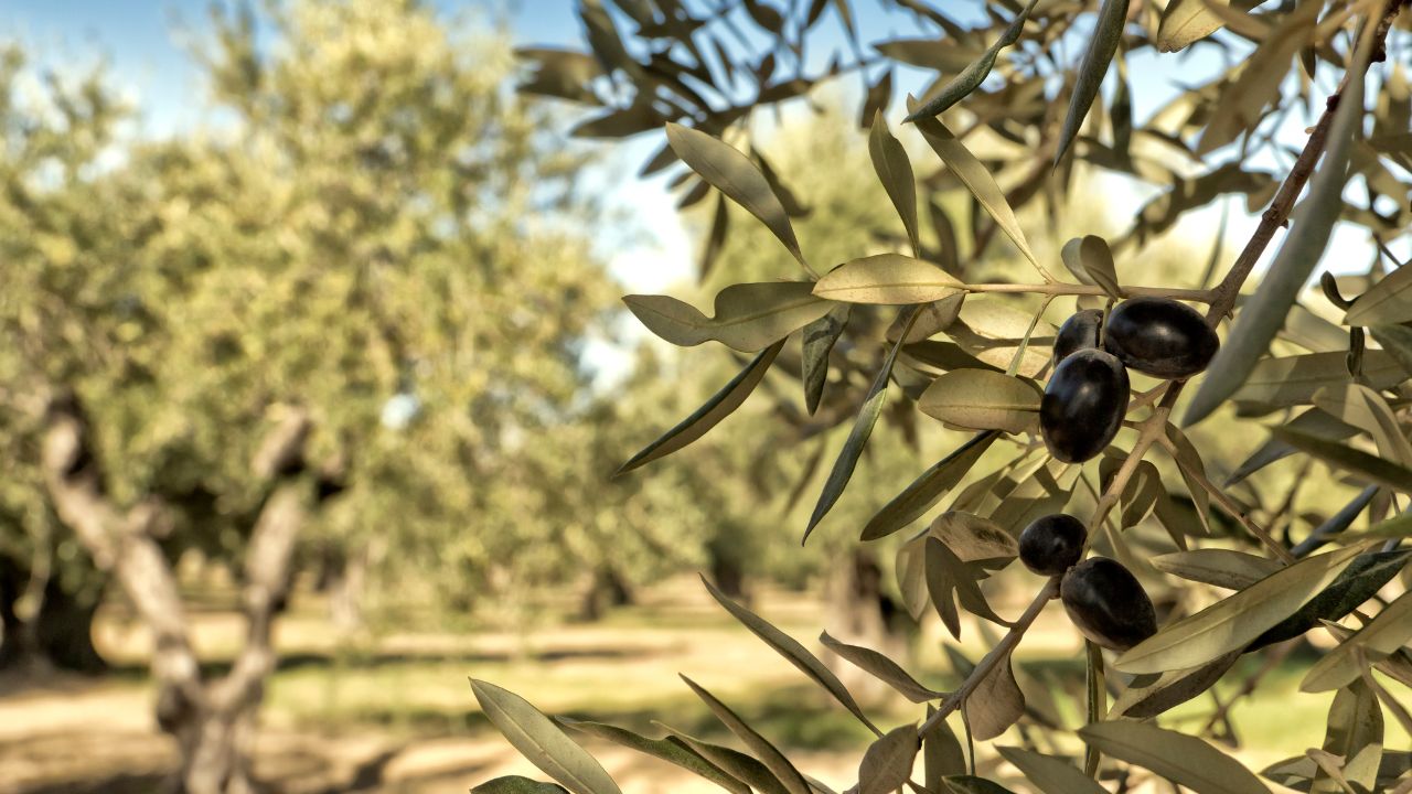 olive-groves-of-Messinia-luxury-holidays